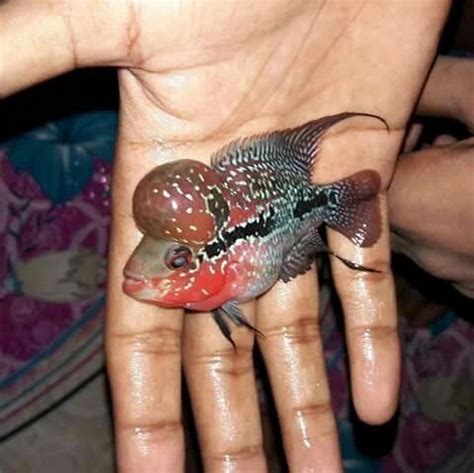flowerhorn fish price|FLOWERHORN .